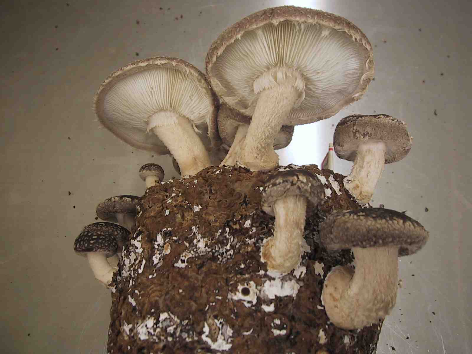 ヒラオカキミ茸　kobako④⑤ 52232.jpg.l_thumbnail.webp